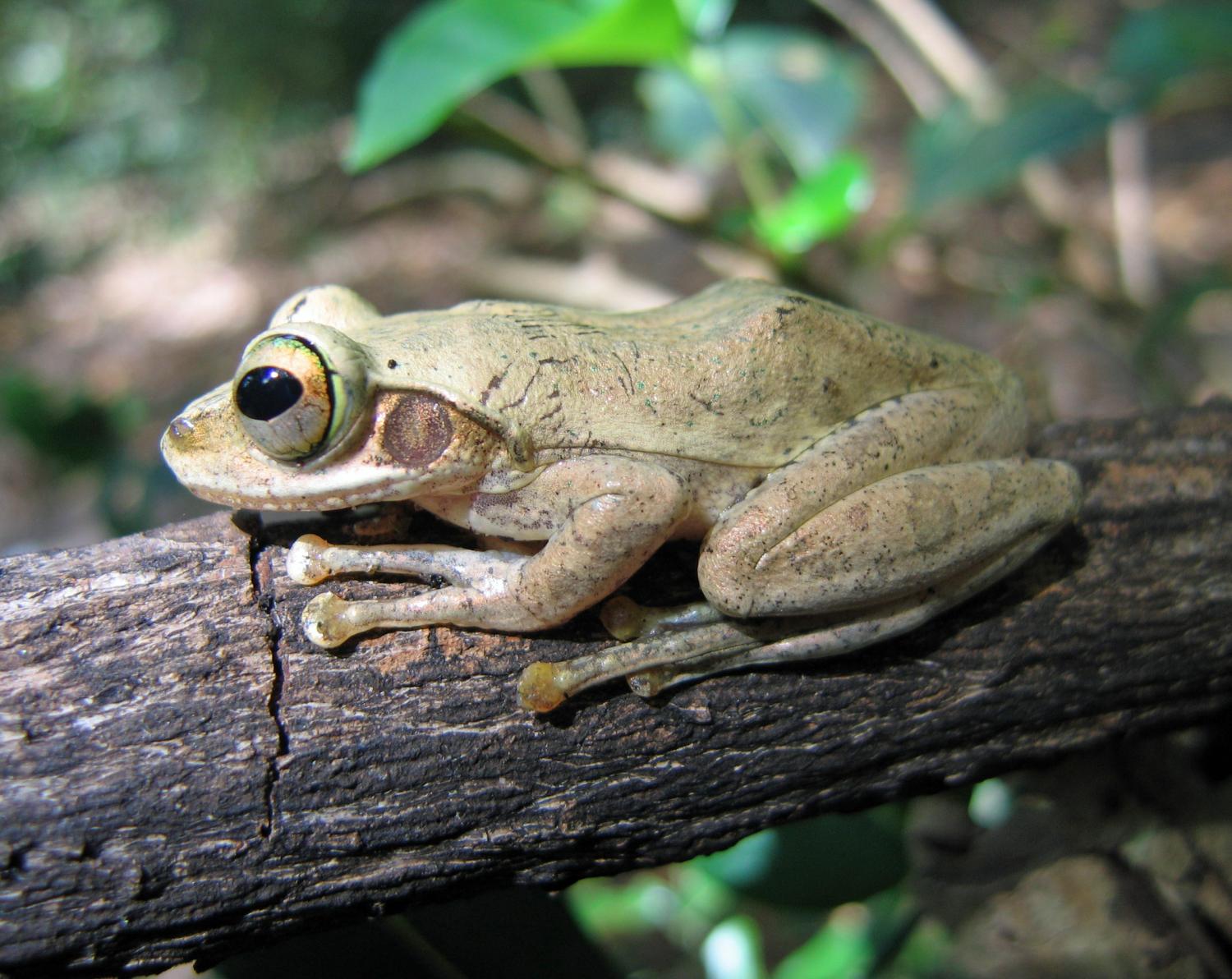 Boophis tephraeomystax